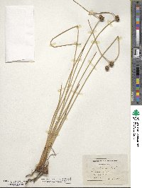 Scirpus holoschoenus image