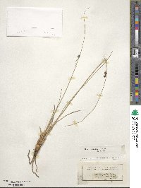 Scirpus holoschoenus image