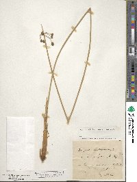 Scirpus holoschoenus image