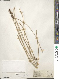 Scirpus holoschoenus image