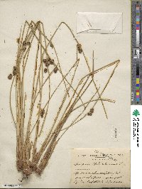 Scirpus holoschoenus image