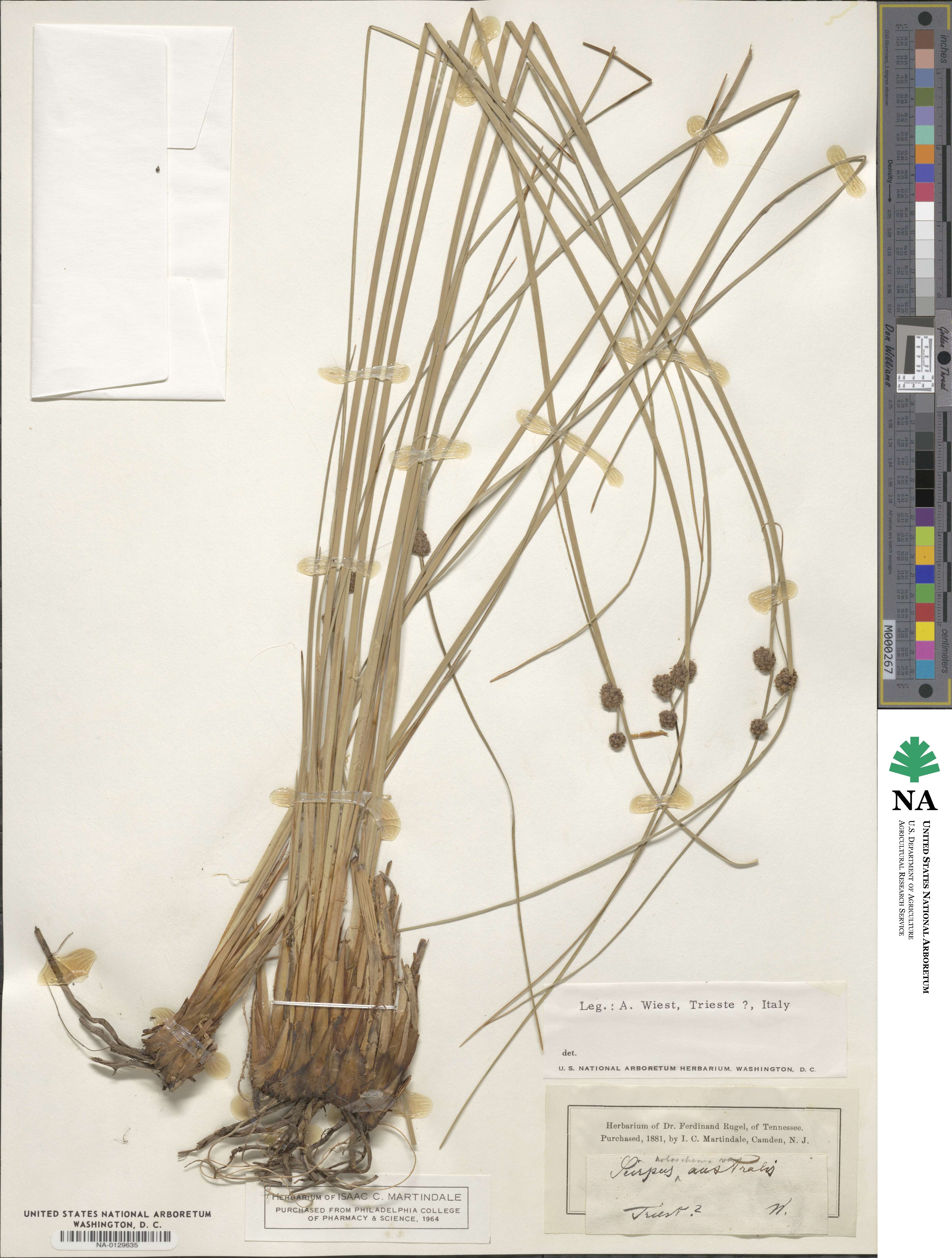 Scirpoides holoschoenus subsp. holoschoenus image