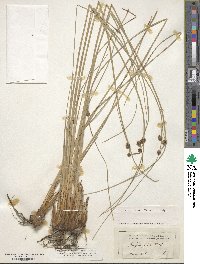 Scirpoides holoschoenus subsp. holoschoenus image