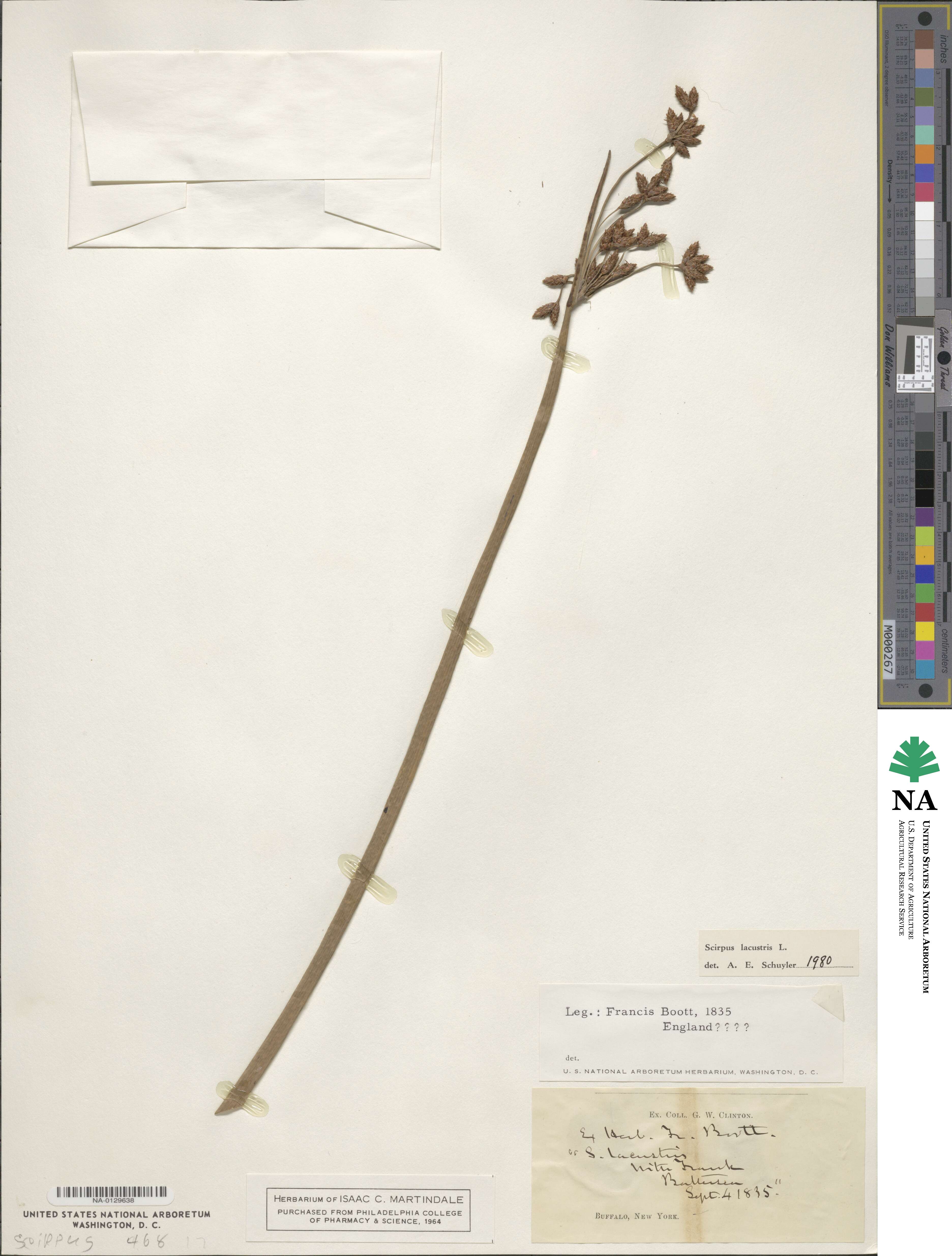 Schoenoplectus lacustris image
