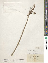 Schoenoplectus lacustris image