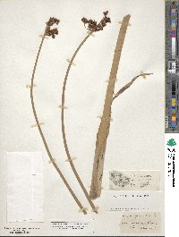 Schoenoplectus lacustris image