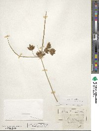 Schoenoplectus lacustris image