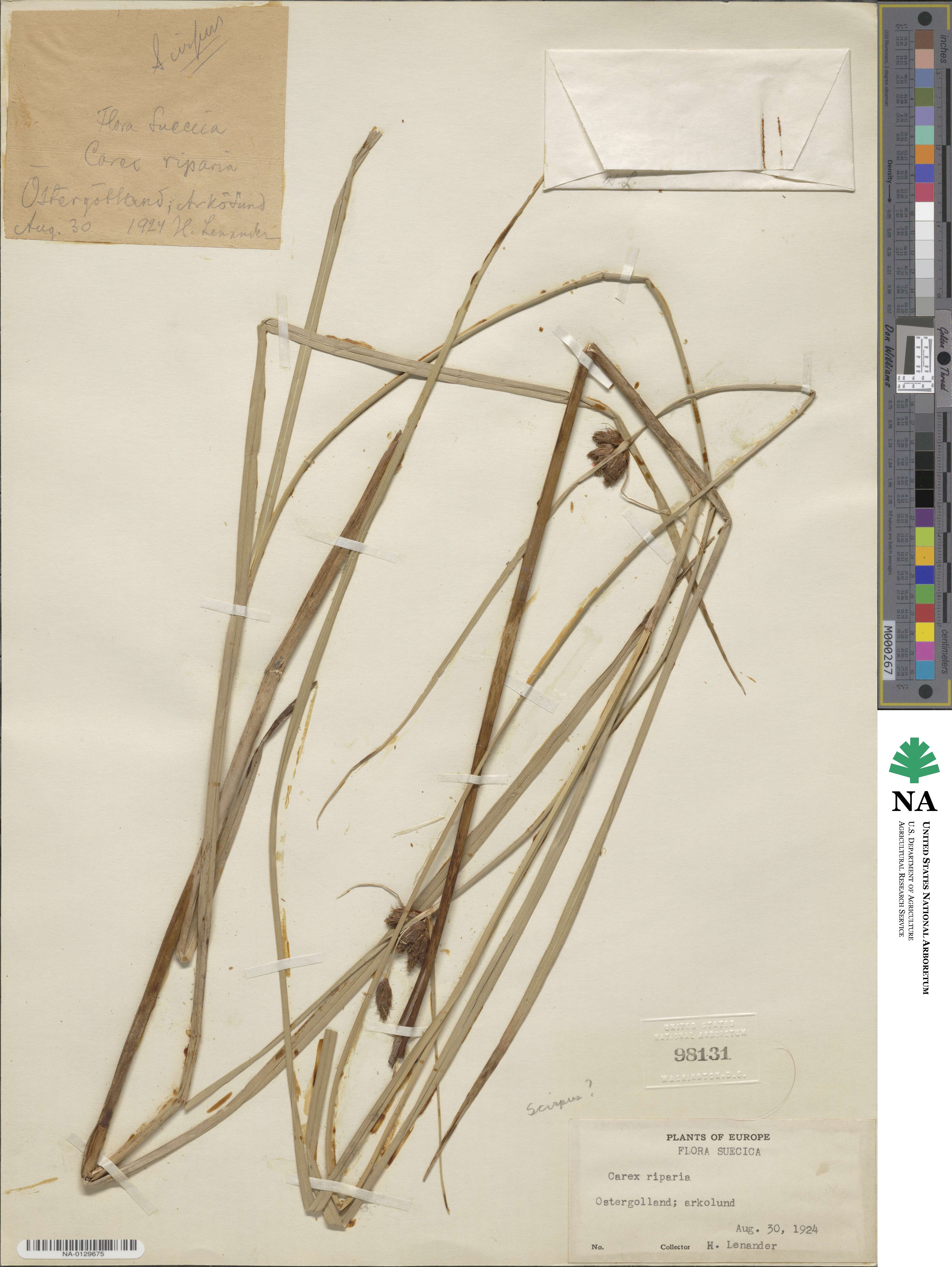 Scirpus riparius image