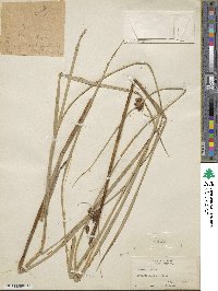 Scirpus riparius image