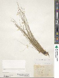 Scirpus setaceus image