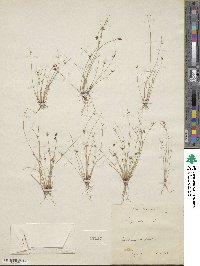 Scirpus setaceus image