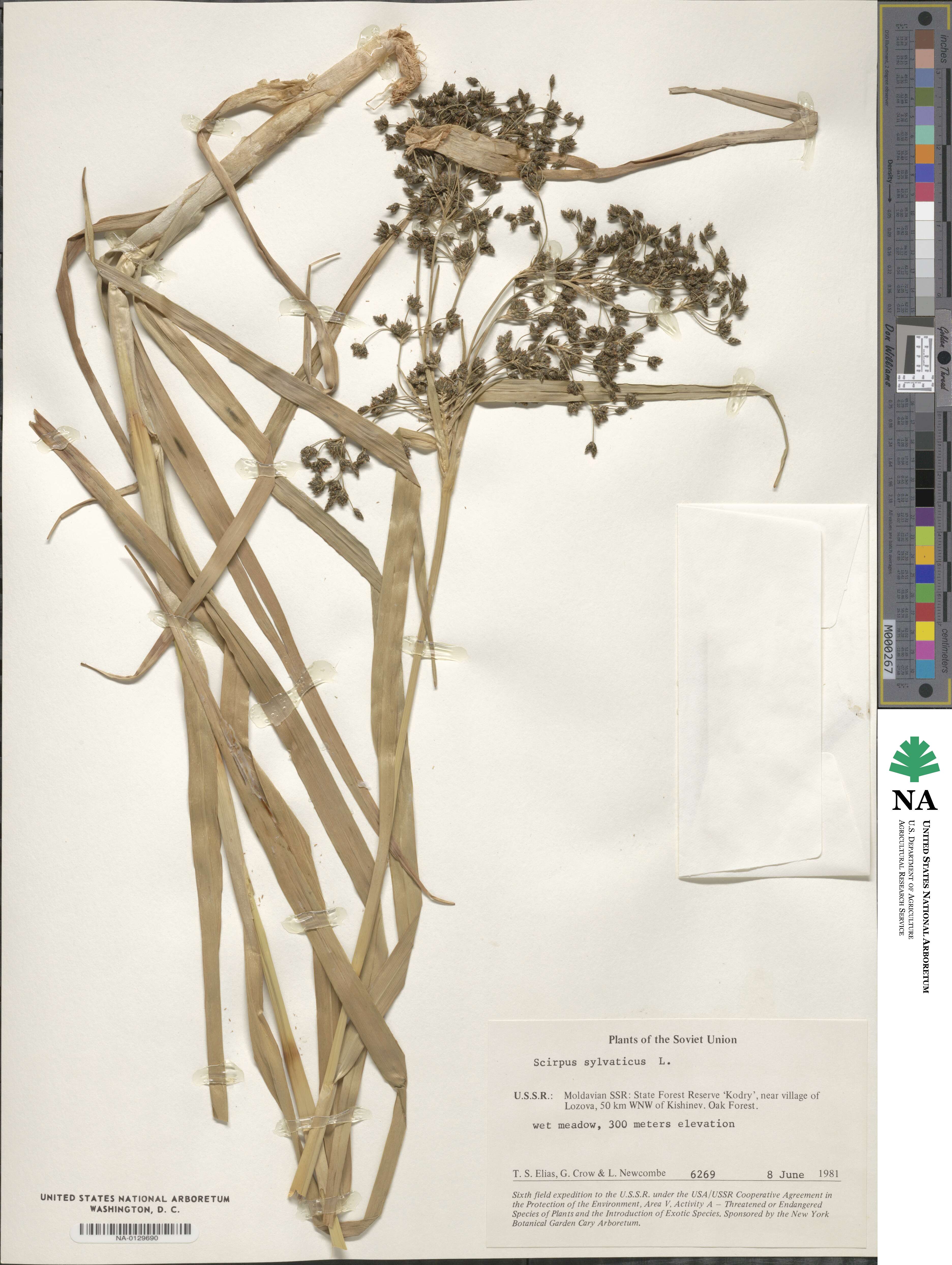 Scirpus sylvaticus image