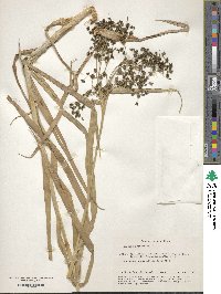 Scirpus sylvaticus image