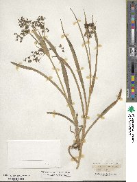 Scirpus sylvaticus image