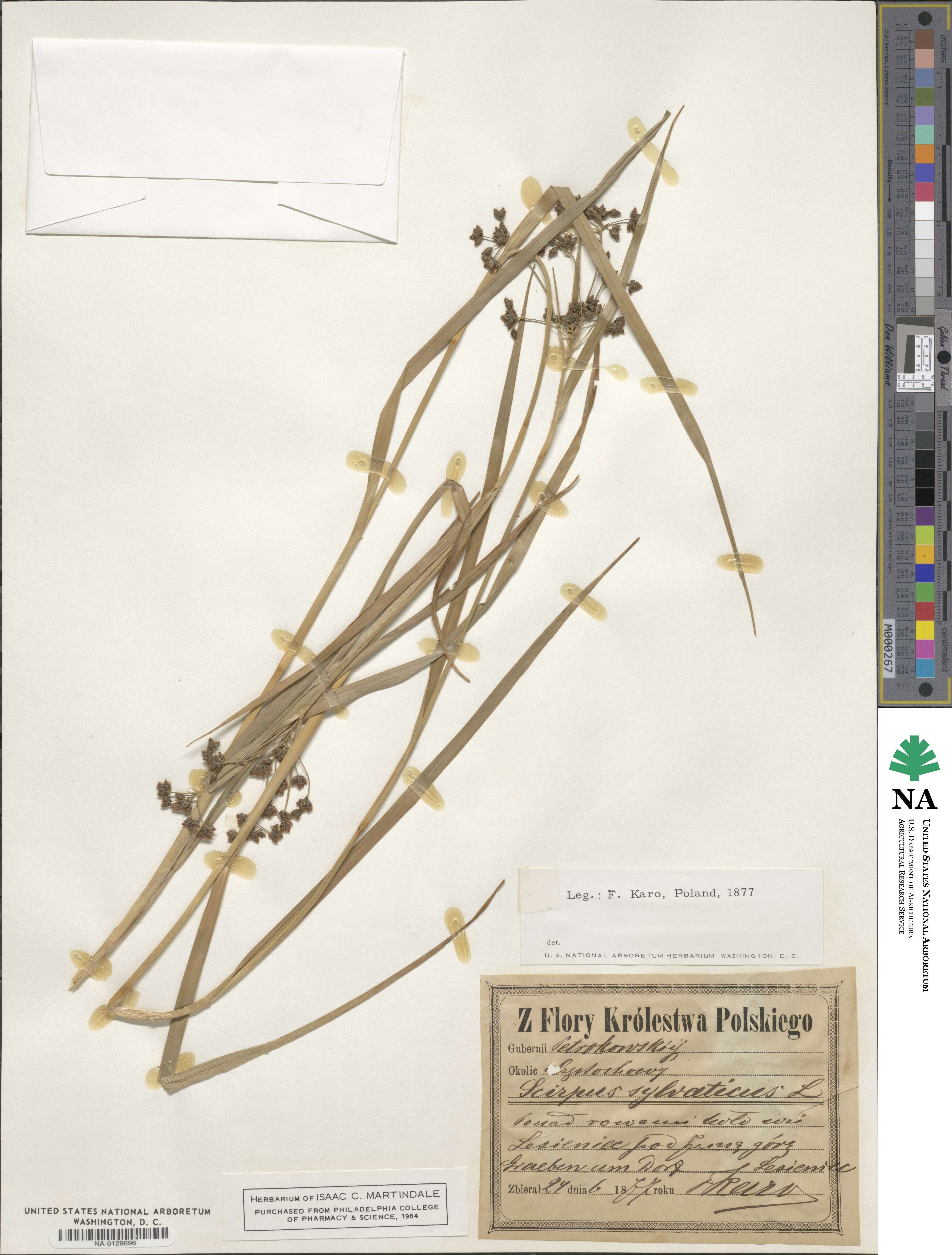 Scirpus sylvaticus image