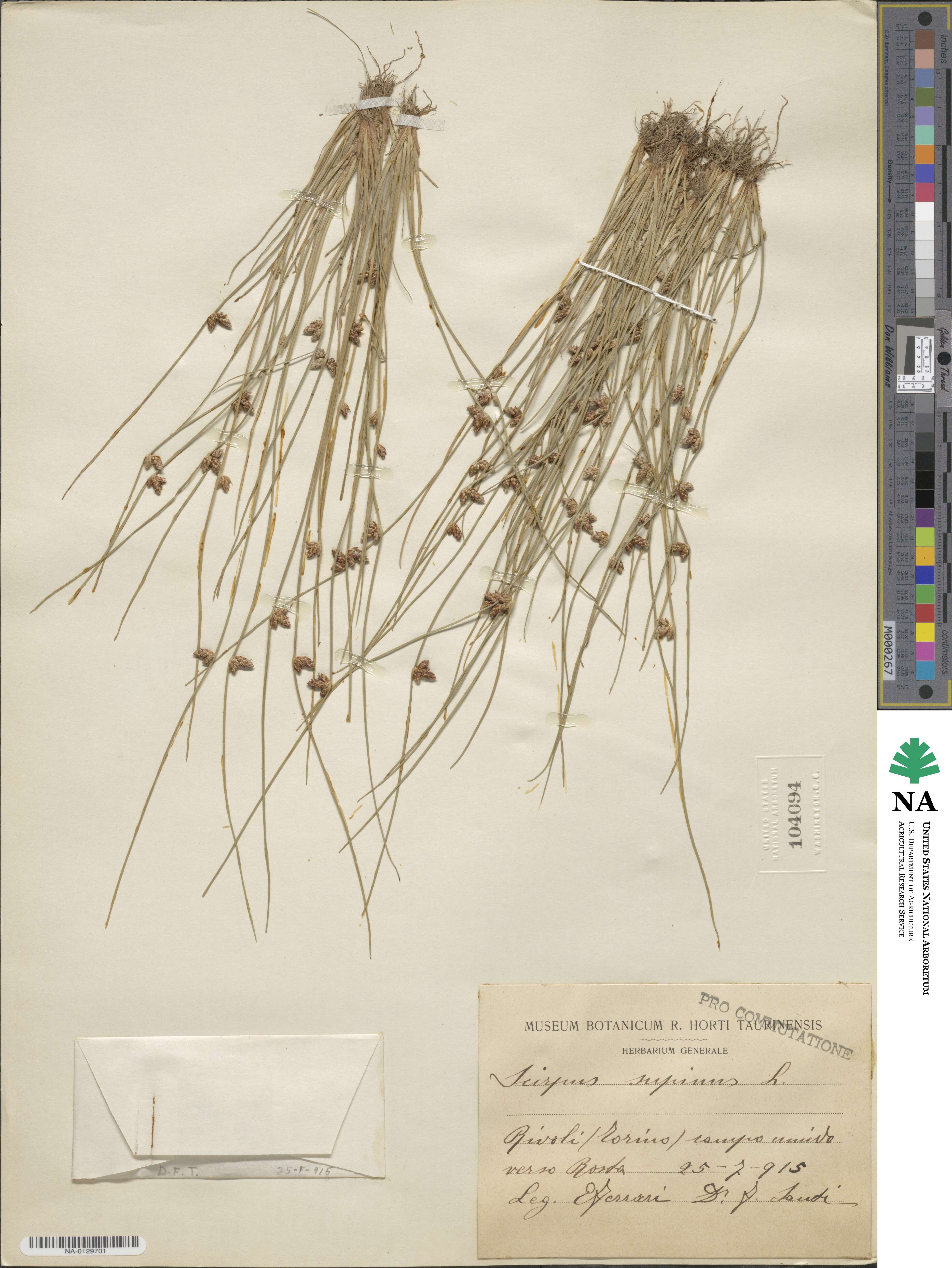 Scirpus supinus image