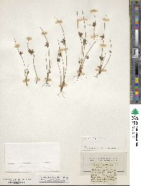 Scirpus supinus image