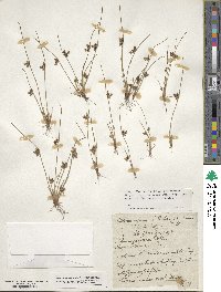 Scirpus supinus image