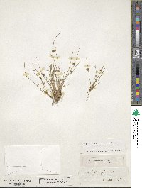 Scirpus supinus image