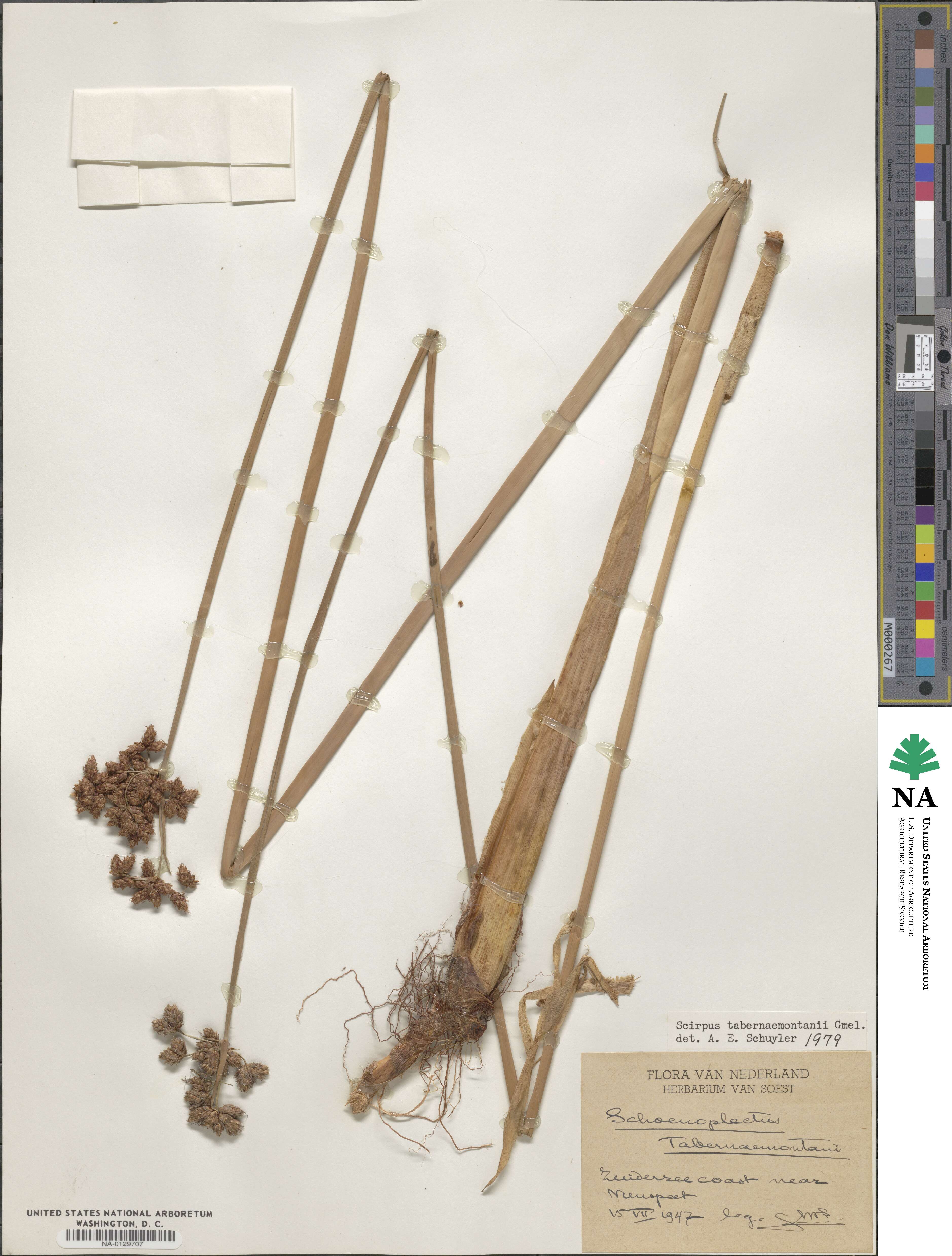 Scirpus tabernaemontani image