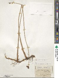 Scirpus tabernaemontani image