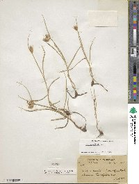 Bolboschoenus maritimus subsp. affinis image