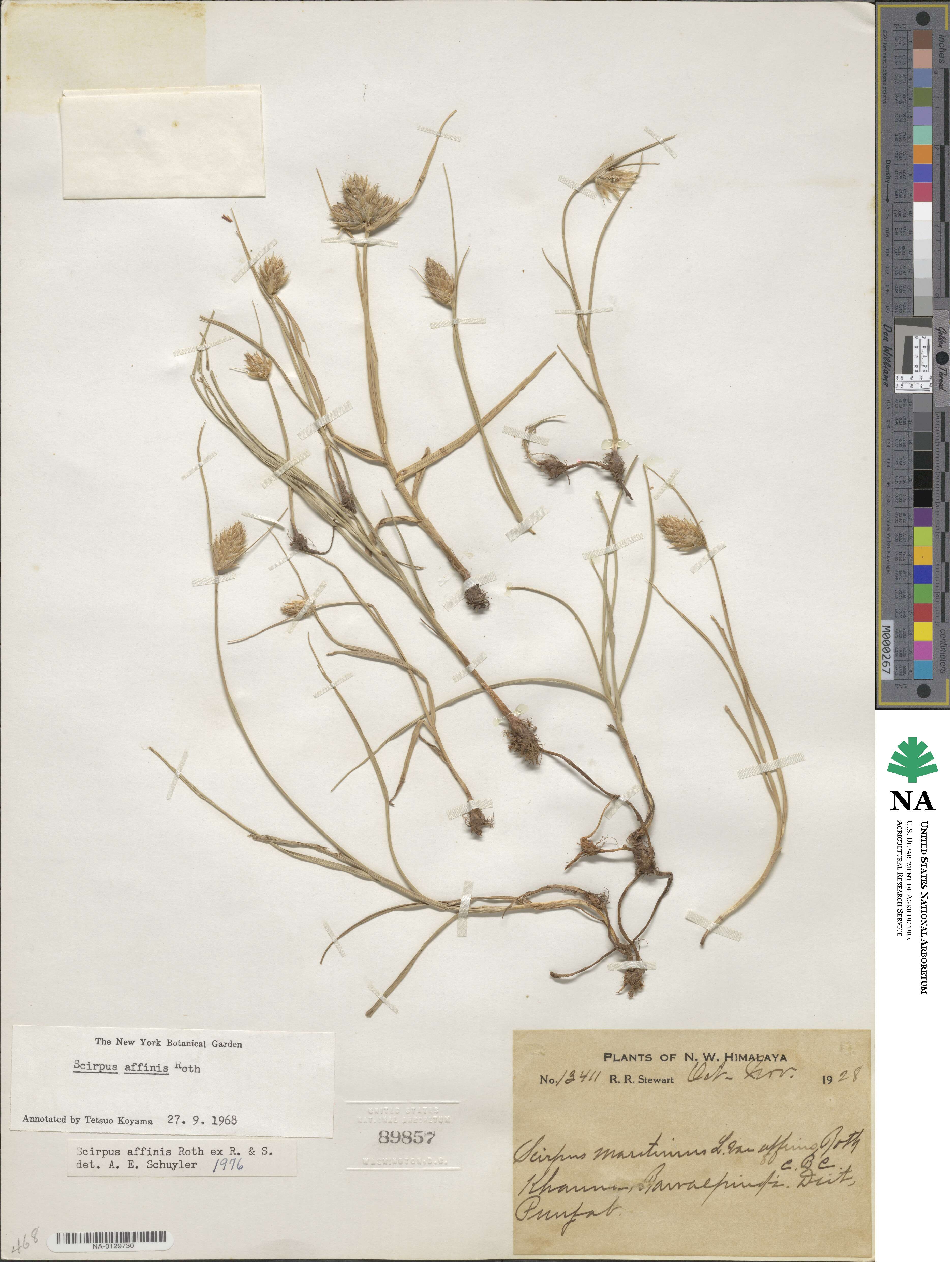 Bolboschoenus maritimus subsp. affinis image