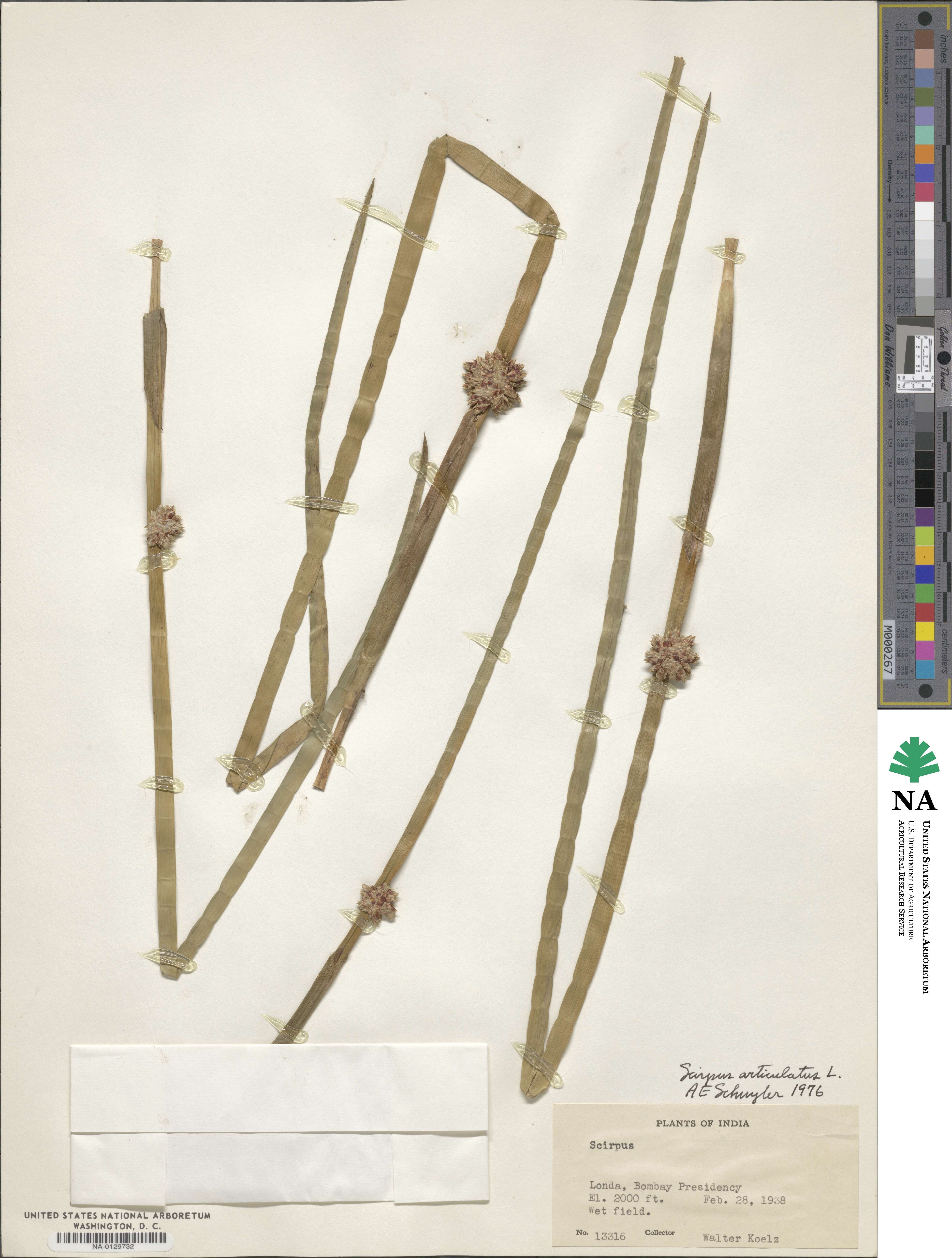 Schoenoplectiella articulata image