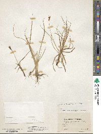 Image of Scirpus compressus