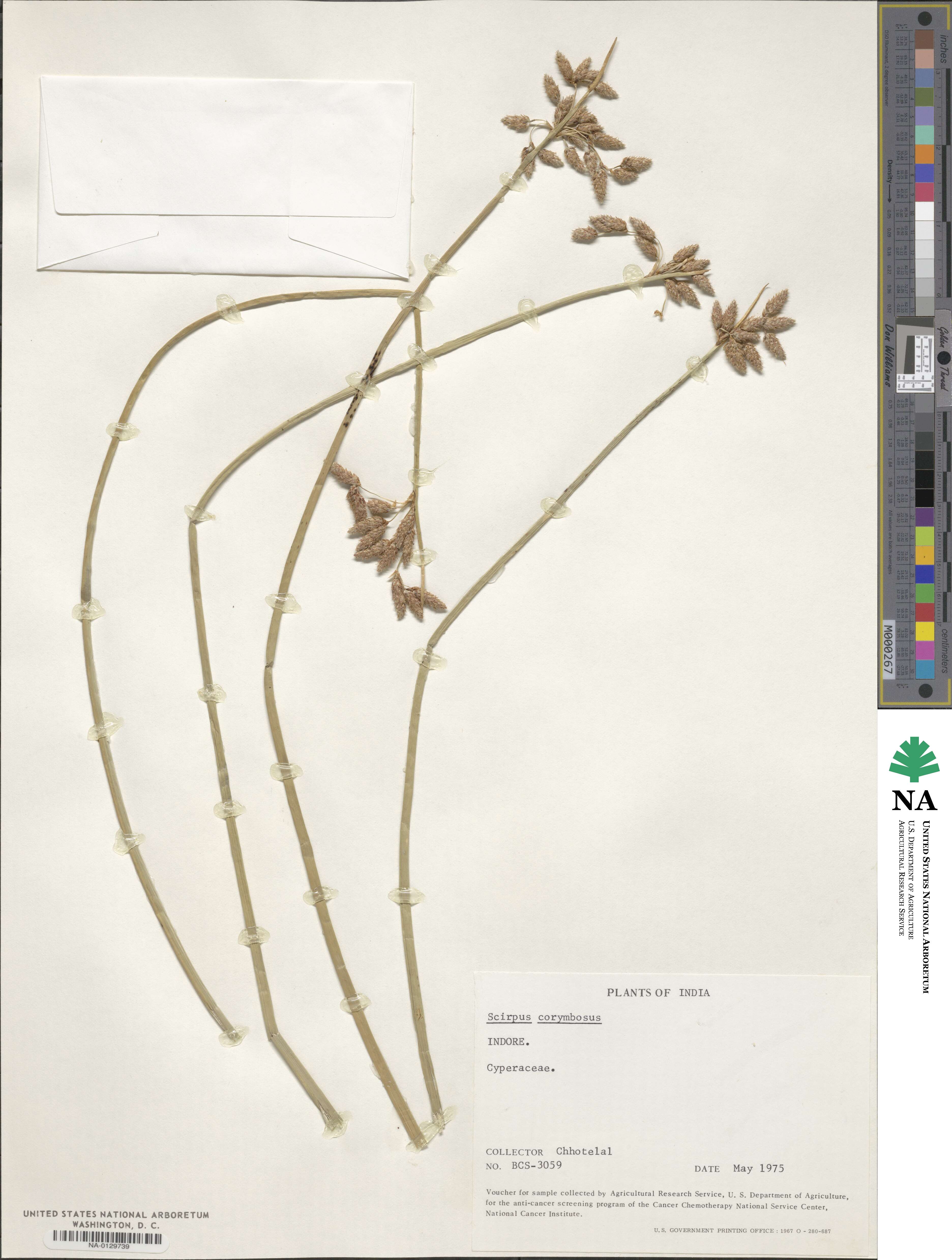 Scirpus corymbosus image