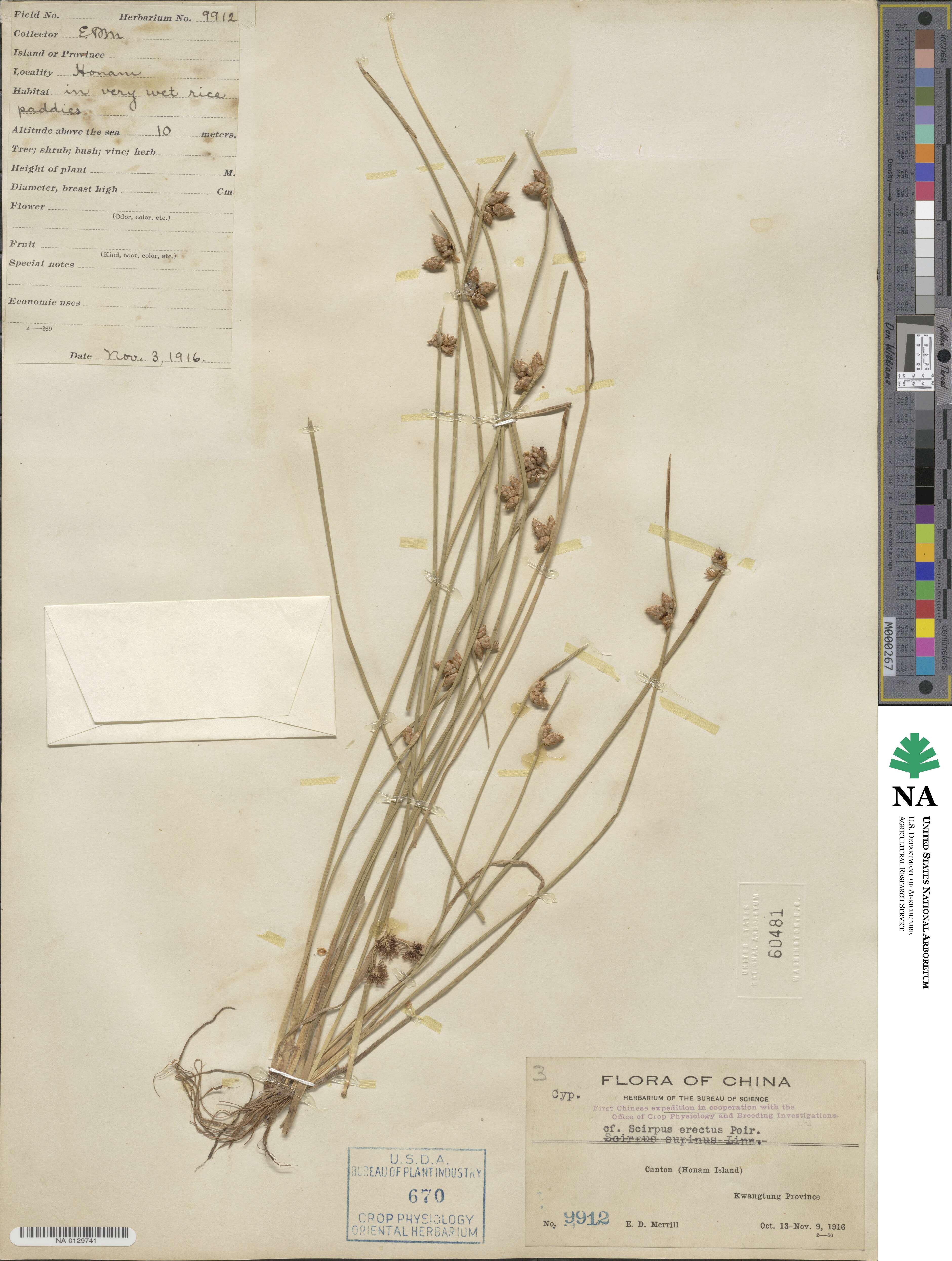 Scirpus erectus image