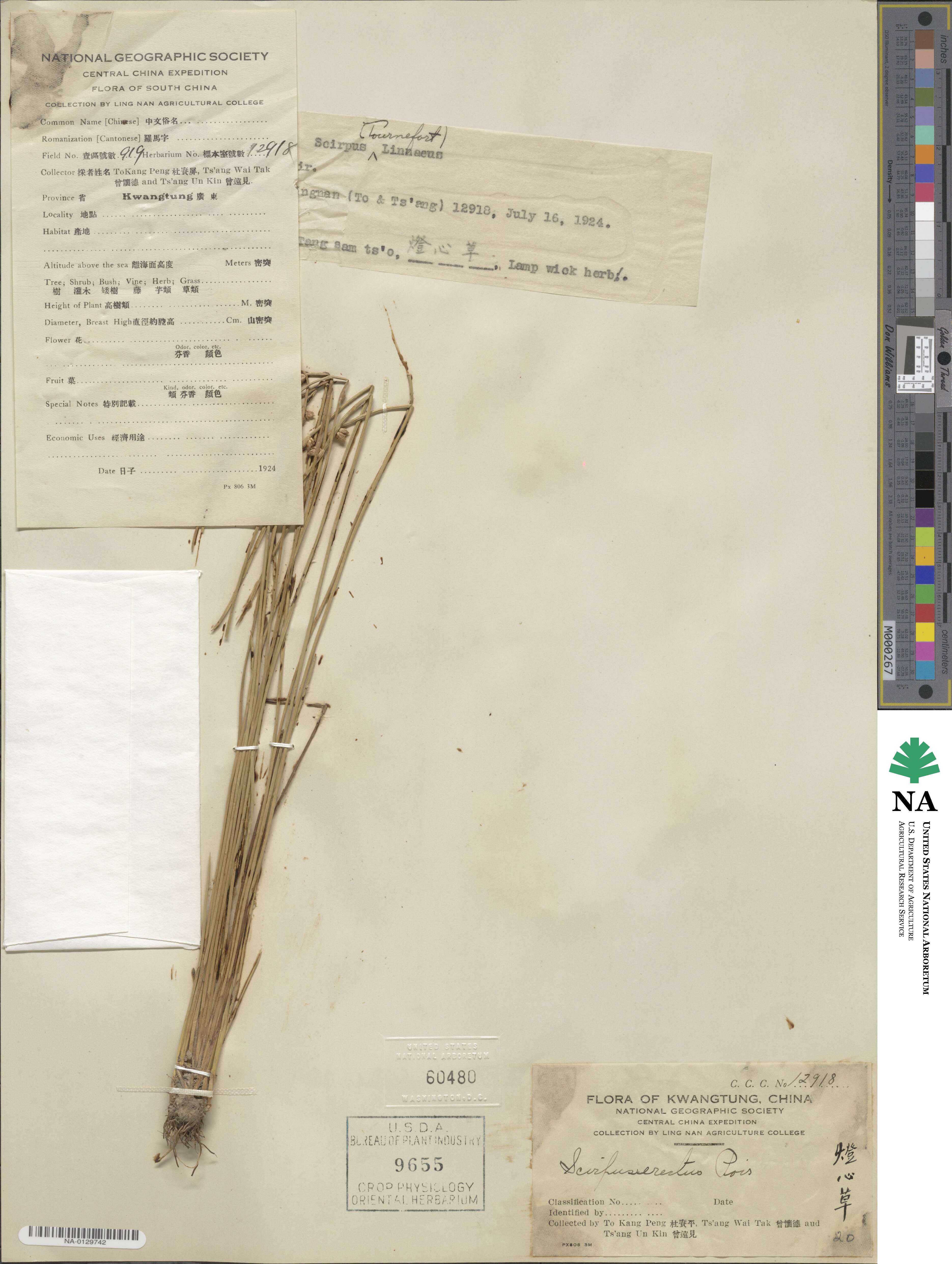 Scirpus erectus image