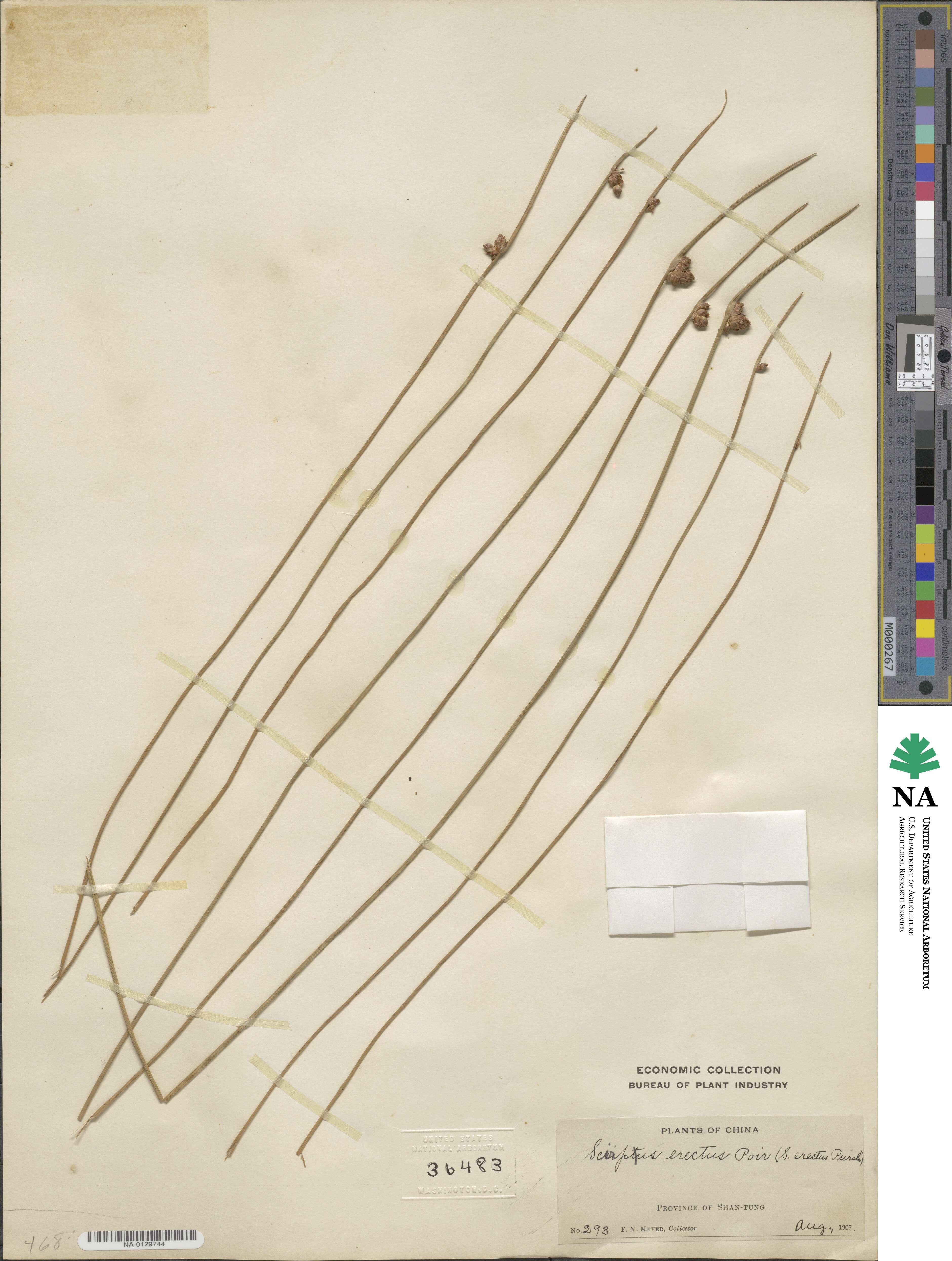 Scirpus erectus image