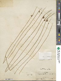 Scirpus erectus image