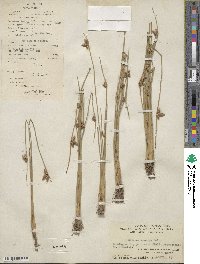 Scirpus erectus image