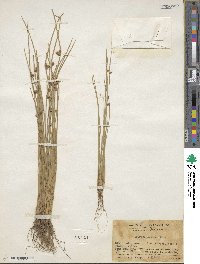 Scirpus erectus image