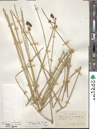 Scirpus holoschoenus image