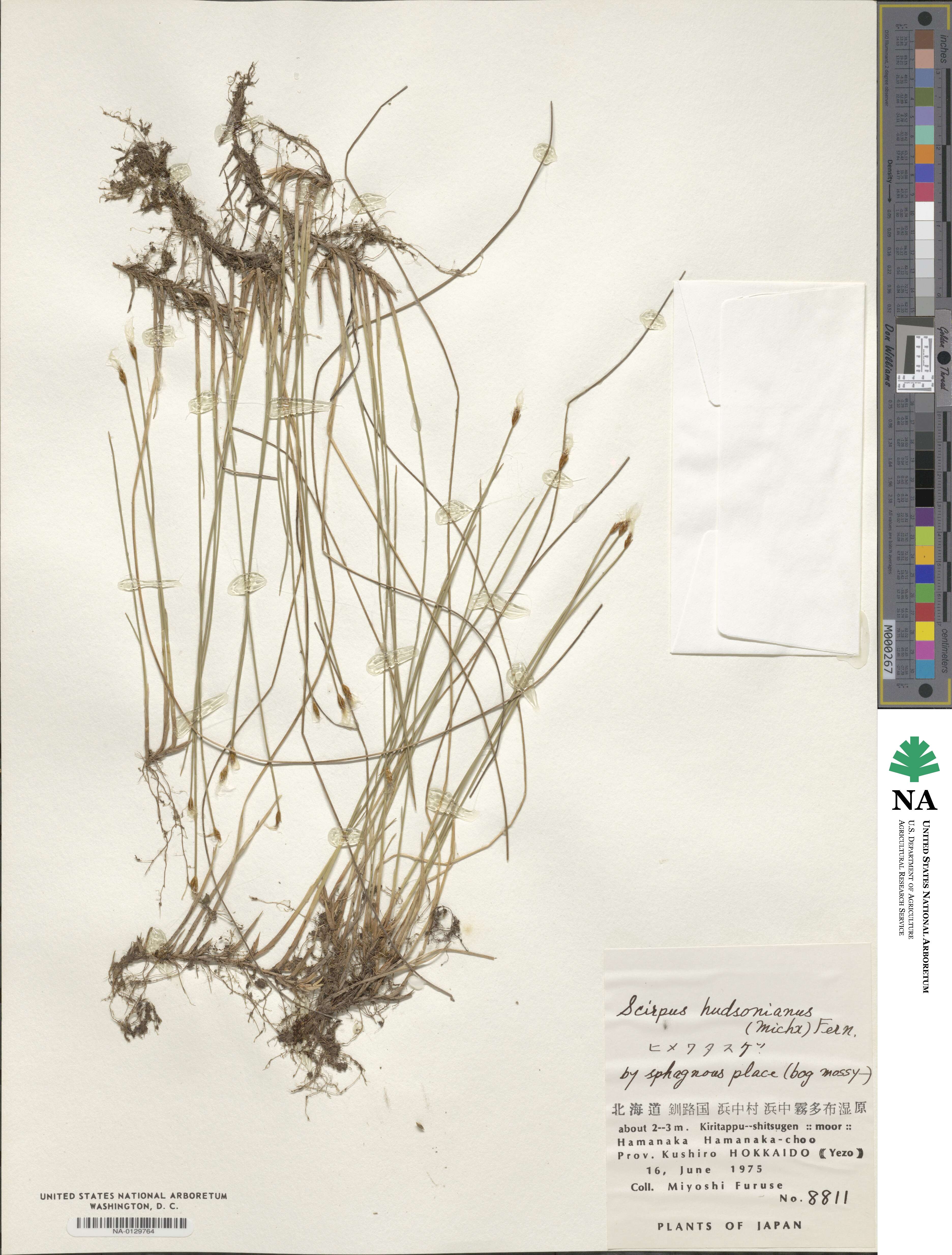 Trichophorum alpinum image