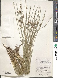 Scirpus juncoides image