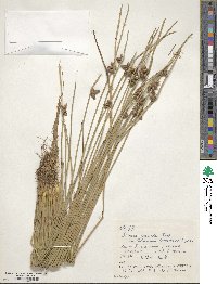 Scirpus juncoides image