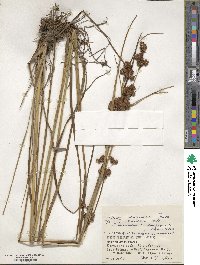 Image of Scirpus karuizawensis