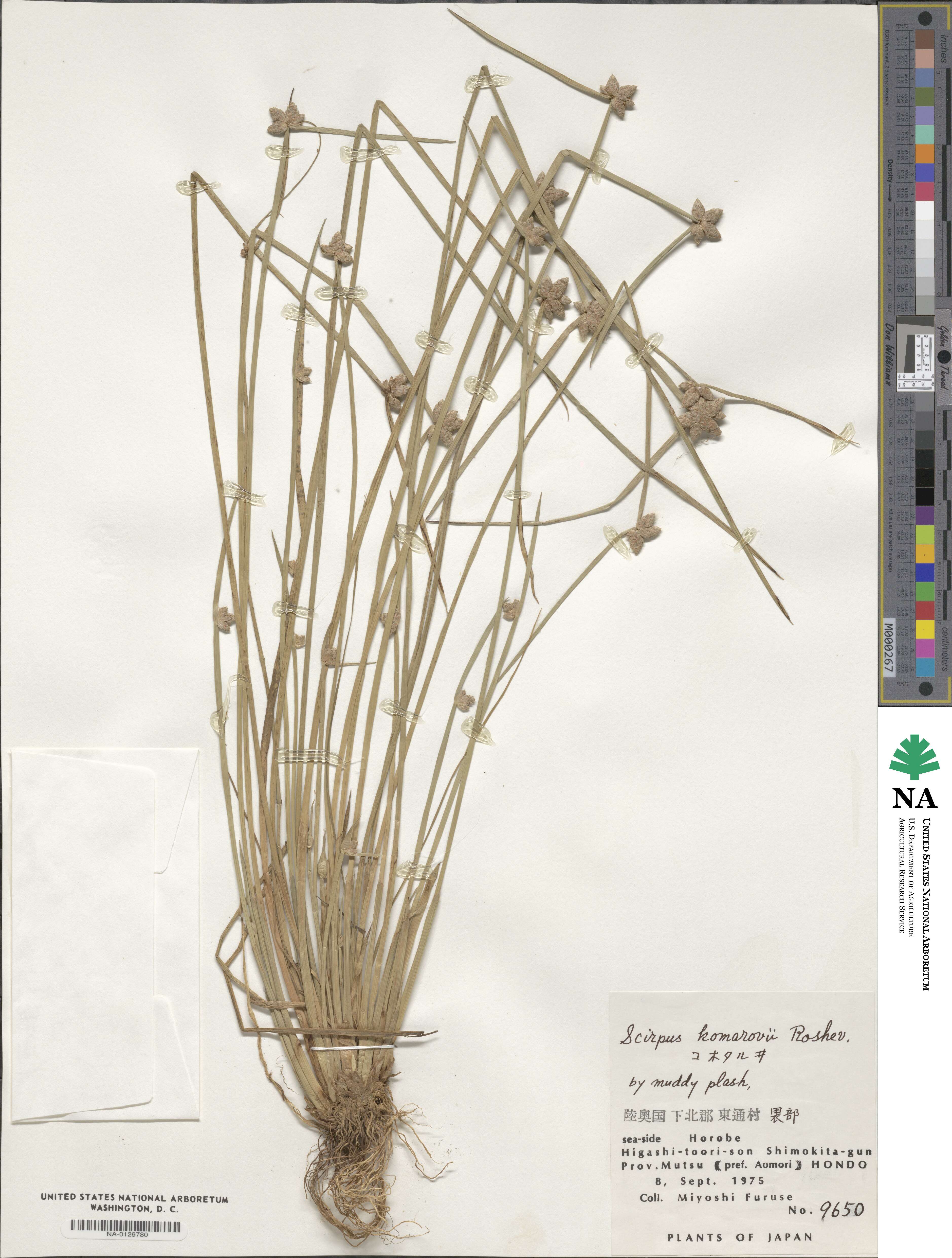 Schoenoplectiella komarovii image