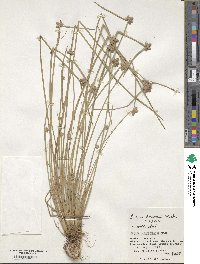 Schoenoplectiella komarovii image