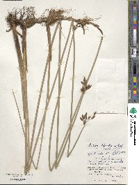 Schoenoplectus subulatus image