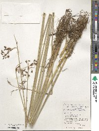 Schoenoplectus subulatus image