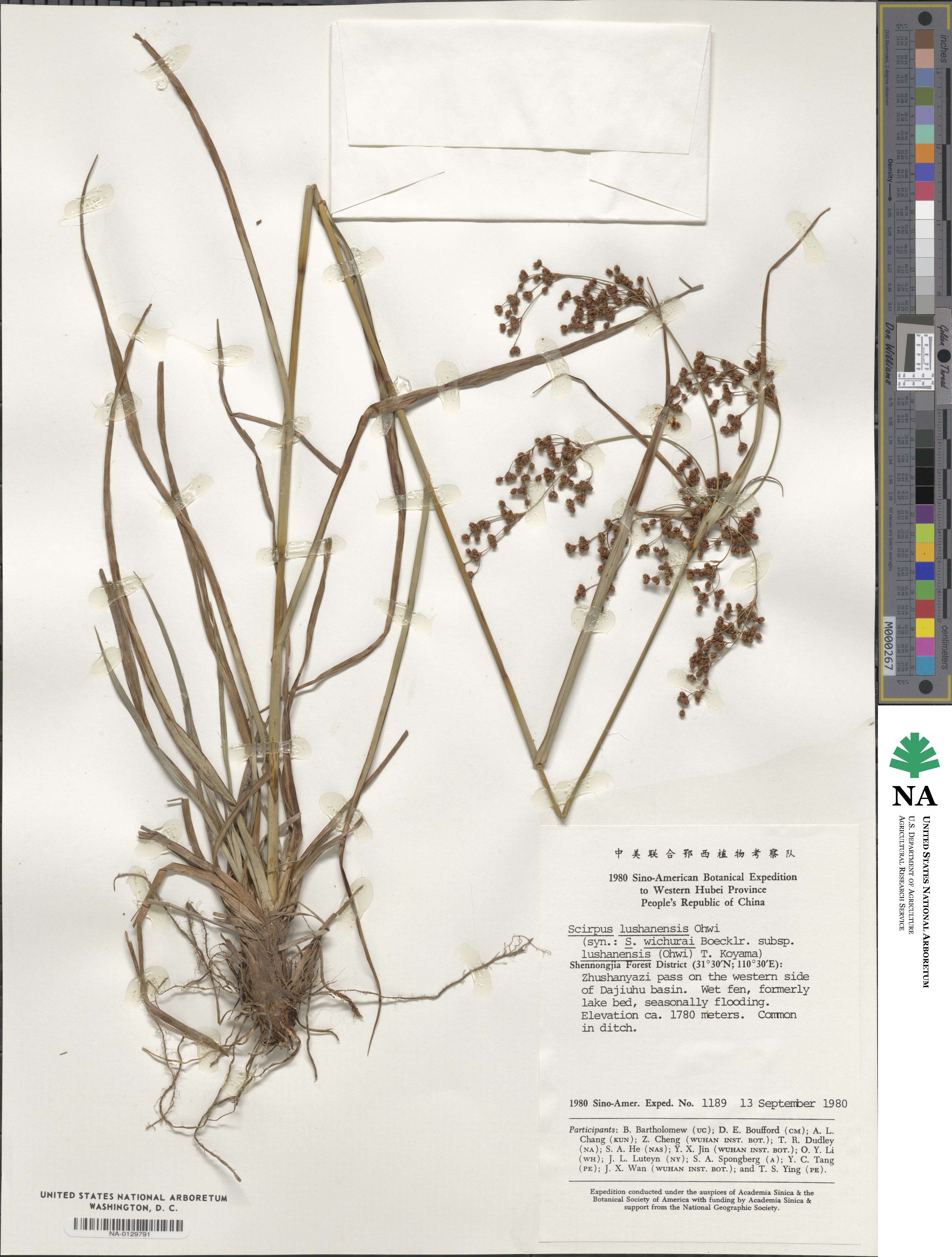 Scirpus lushanensis image