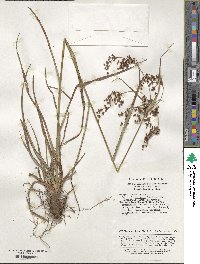 Scirpus lushanensis image