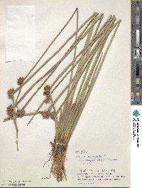 Scirpus mucronatus image