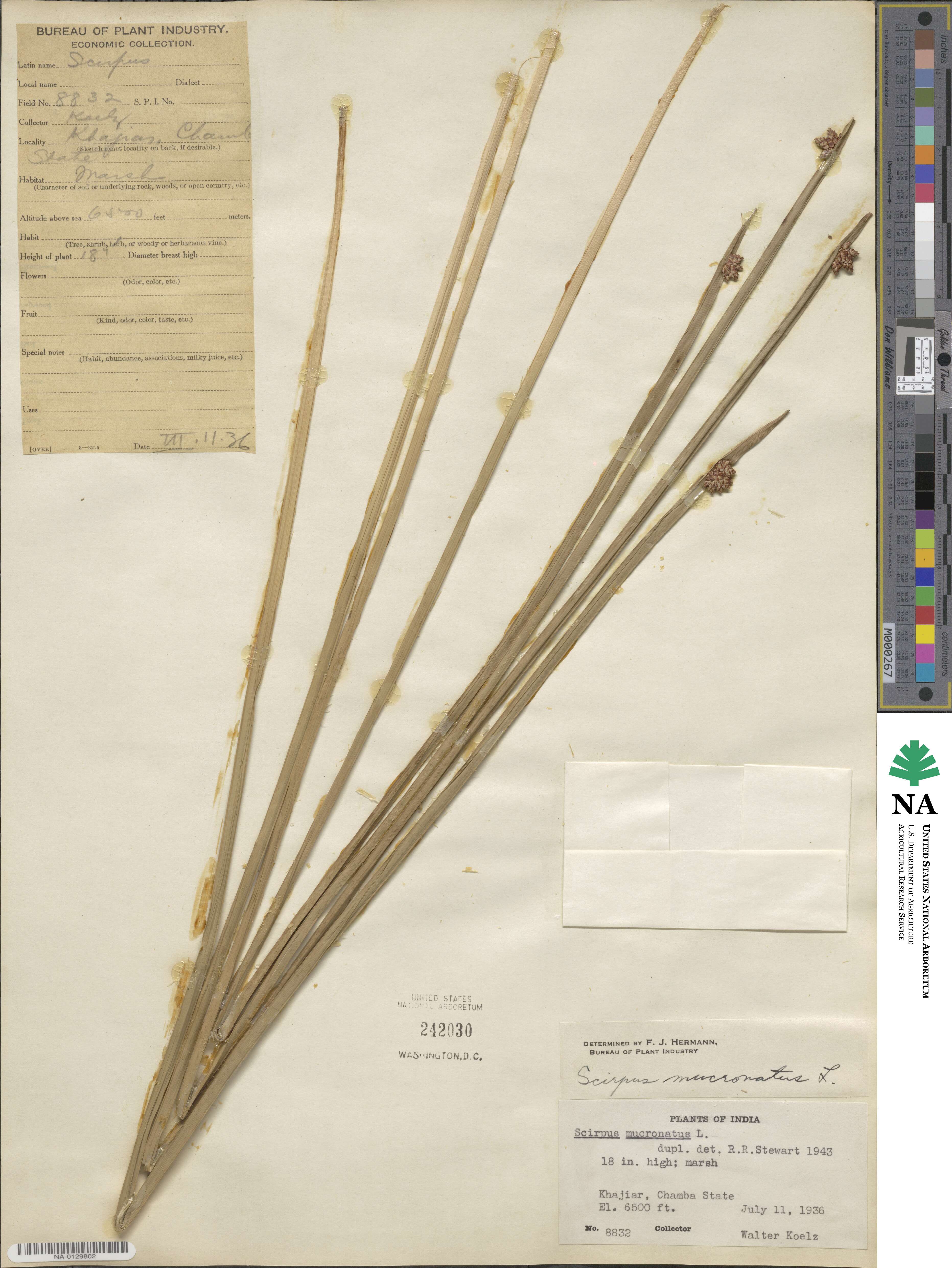 Scirpus mucronatus image