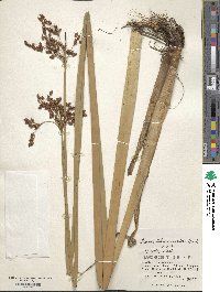 Scirpus tabernaemontani image